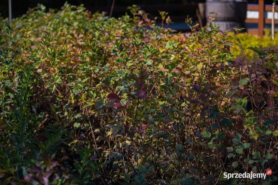 Kalina koralowa Viburnum opulus 3050 donica 2 l wielkopolskie