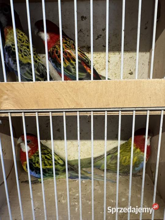 Sprzedam papugi Pawłowice