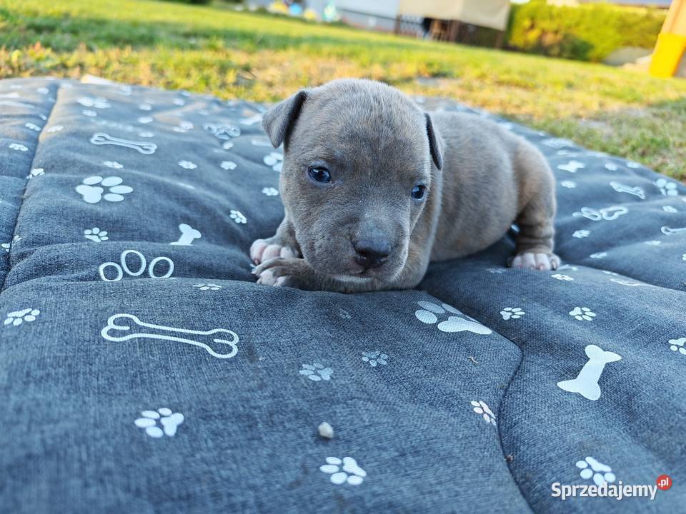 Szczeniak Amstaff Chełm