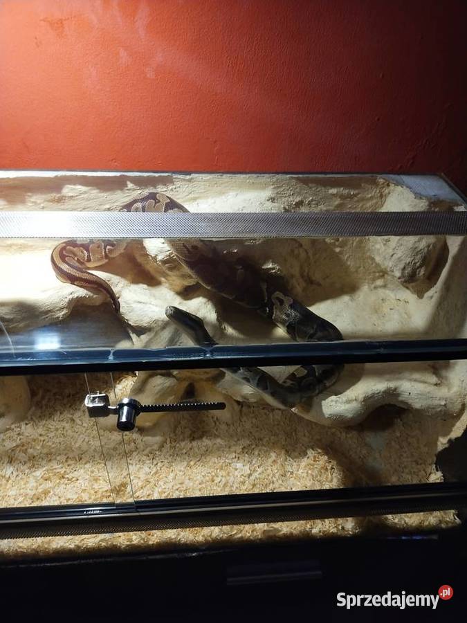 Pyton Królewski z Terrarium Gady i płazy Poznań