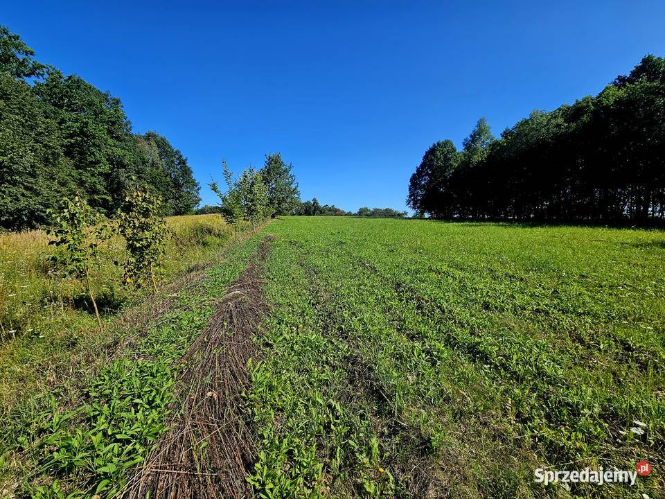 Działka 10503 ha Rzeczyca gm Kazimierz Dolny 29zł/m2 lubelskie