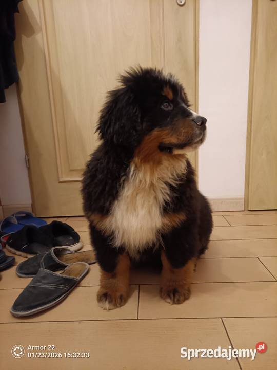 Piesek Berneński Pasterski podlaskie Jeleniewo