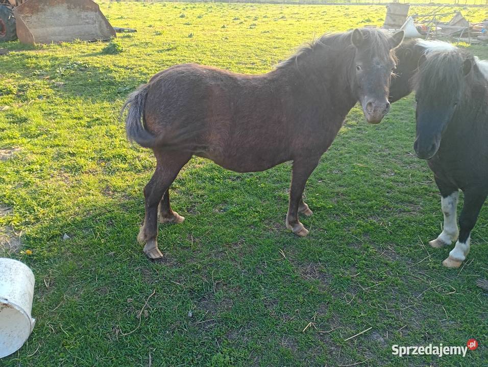 Sprzedam kucyki Busko-Zdrój