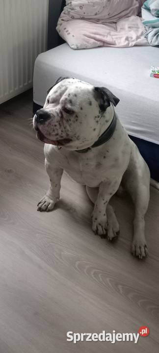 American bully Malbork