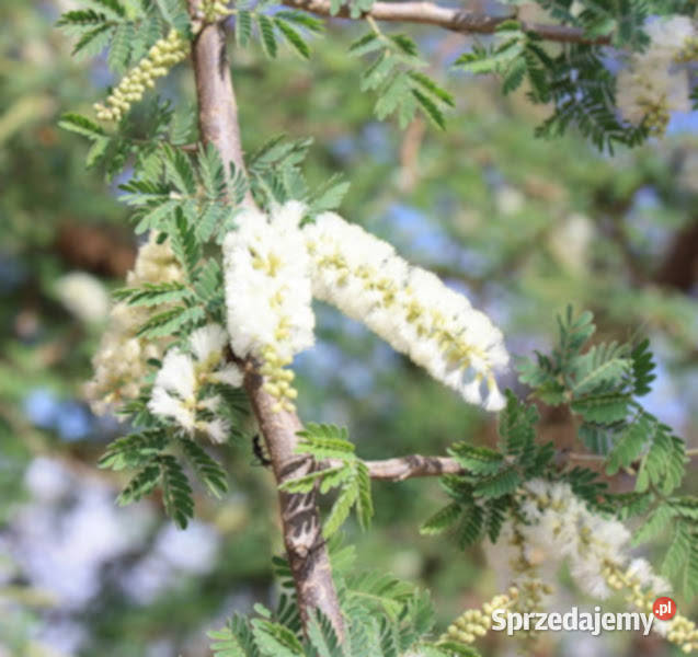 AKACJA SENEGALSKA  Acacia senegal NASIONA 100g kujawsko-pomorskie Lubanie