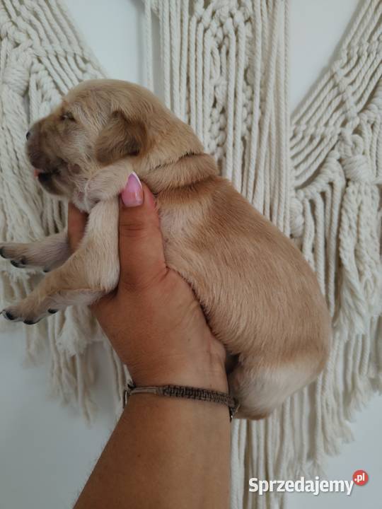 Golden Retriever pieski o suczki złote opolskie Tułowice