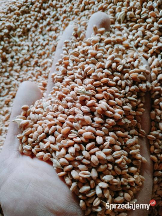 Pszenżyto pszenica jeczmien owies tatarka łubin Opoczno