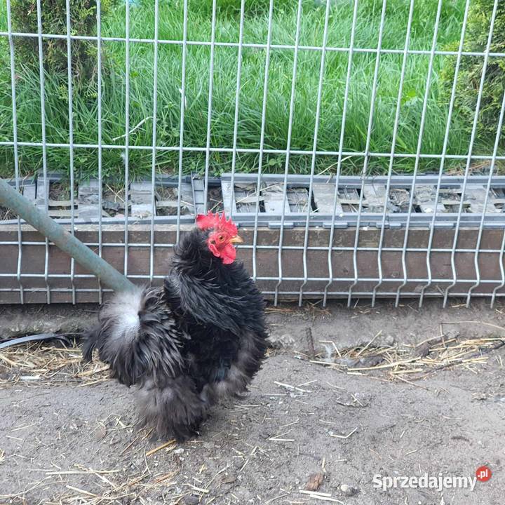Miniaturowe koguciki ozdobne Drób i ptactwo Konin