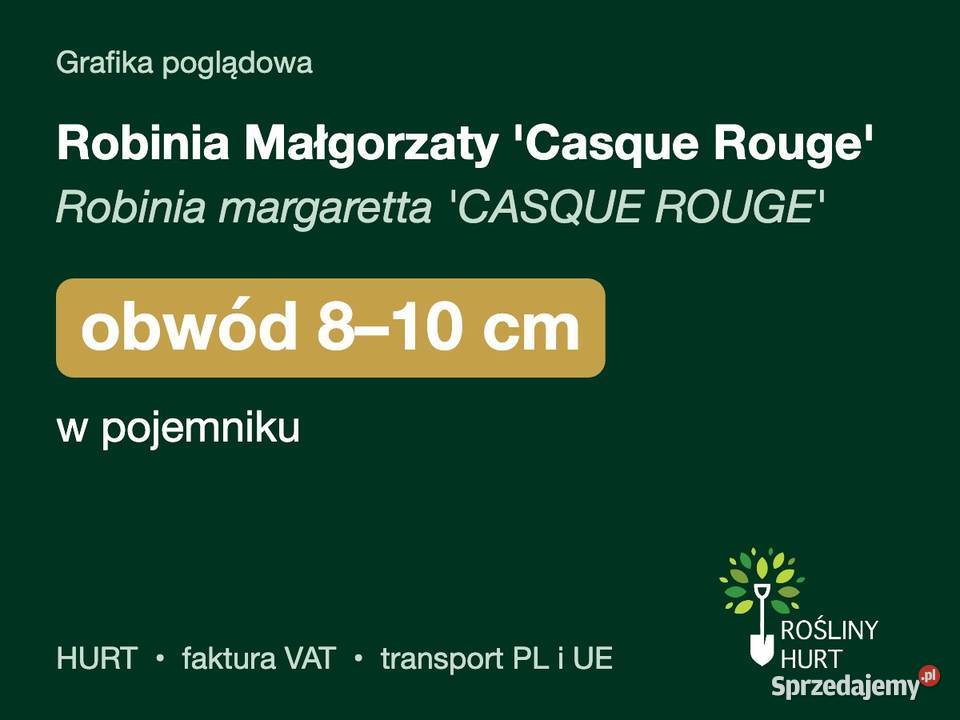 Robinia Małgorzaty Casque Rouge obw 810 w pojemn