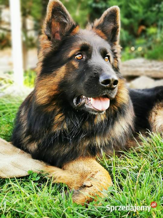Owczarek niemiecki długowłosy wilczasty Zbiczno sprzedam