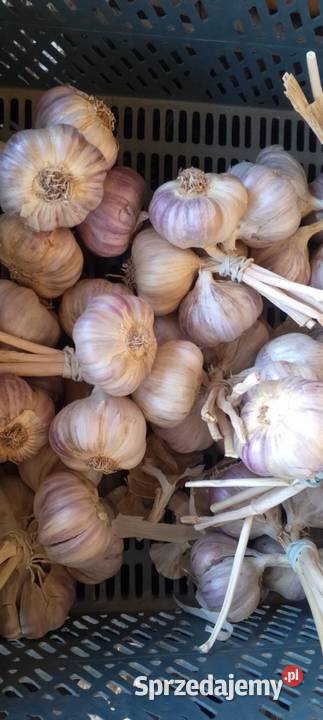 Czosnek Harnaś Błoniec