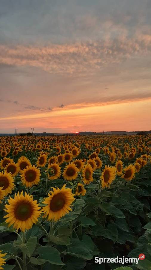Tuje drzewa krzewy Kraśnik