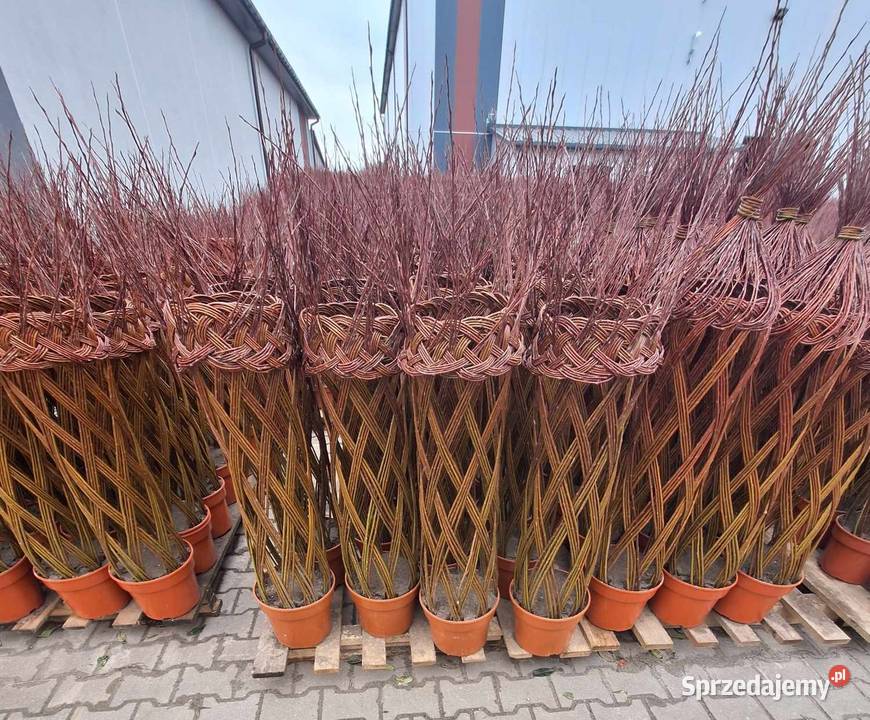 Wierzba pleciona salix Stromiec sprzedam