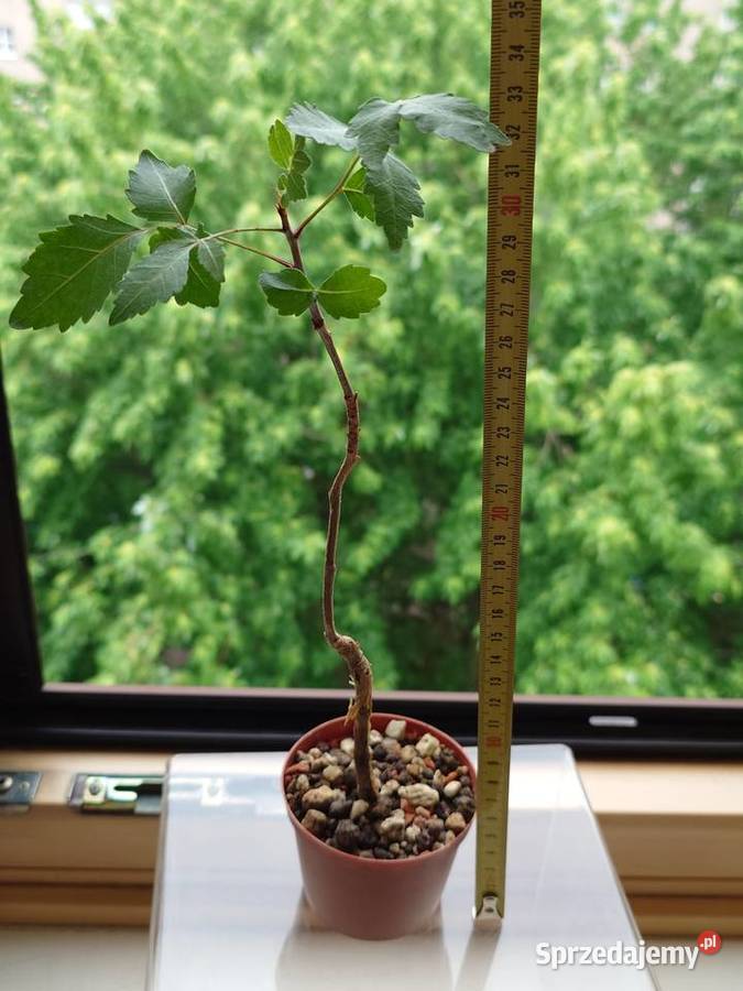 Bursera fagaroides kaudeks sukulent z kolekcji Kaktusy i sukulenty