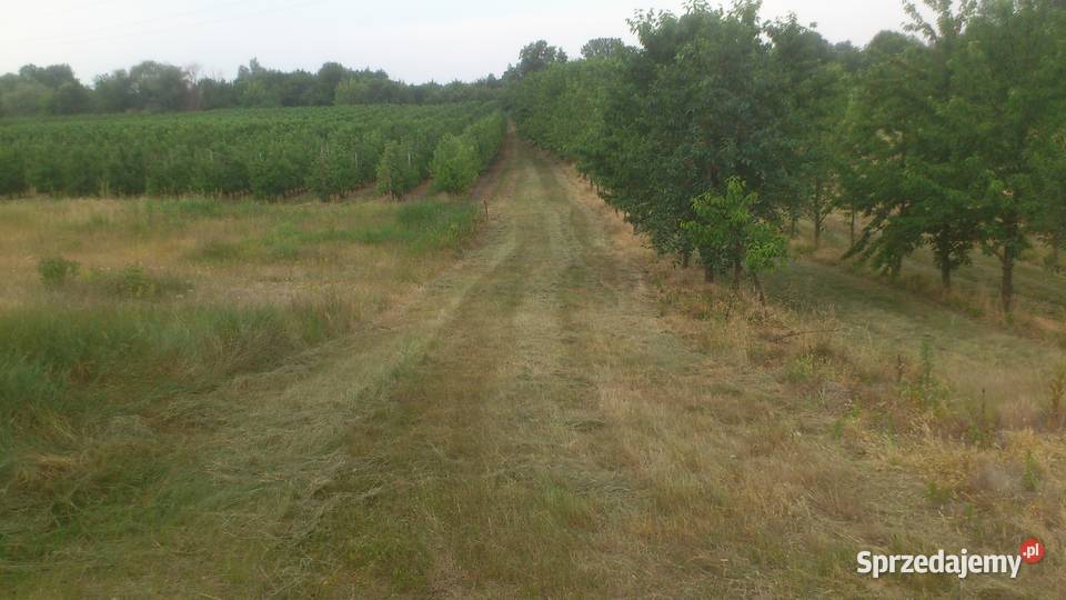 sprzedam zbiór czereśni wiśni śliwek Sobienie-Jeziory