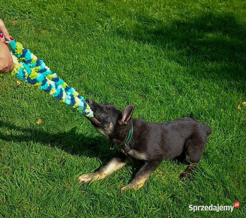 Owczarek niemiecki krótkowłosy suczka czarna Rożki-Kolonia