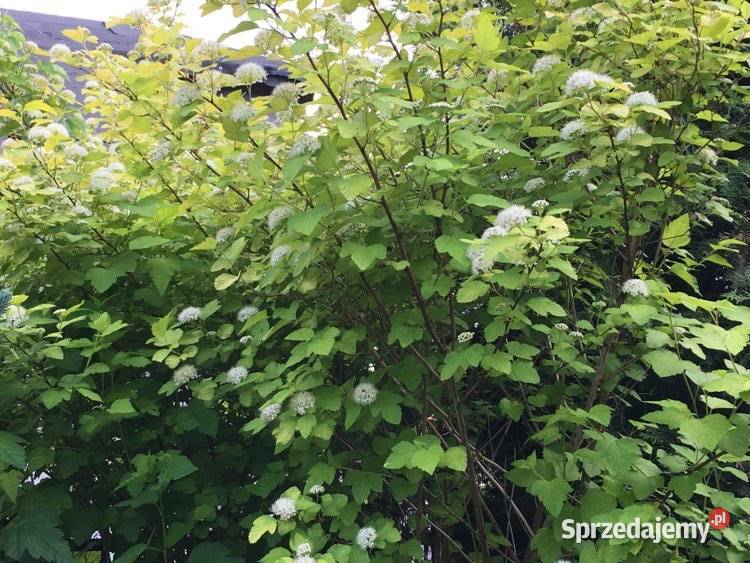 Sprzedam sadzonki pęcherznic zielonych wys około Warszawa