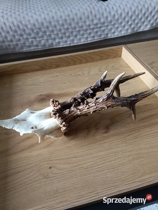 Rogacz silny medalowy Olsztyn