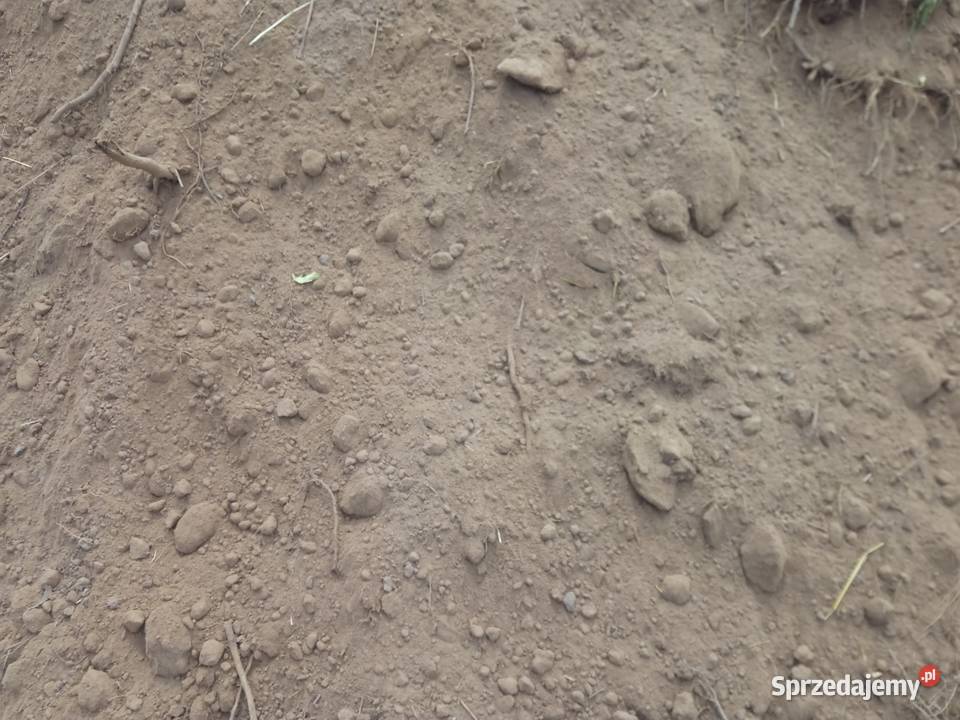 Ziemia polna z korzeniami Legionowo