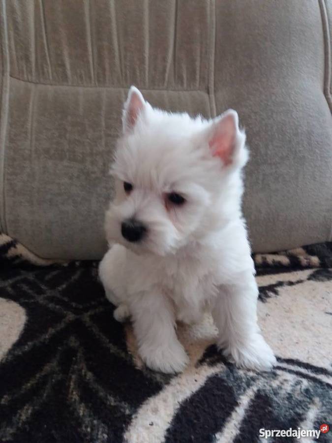 West Hghland White Terrier szczeniaczki sprzedam Psy łódzkie