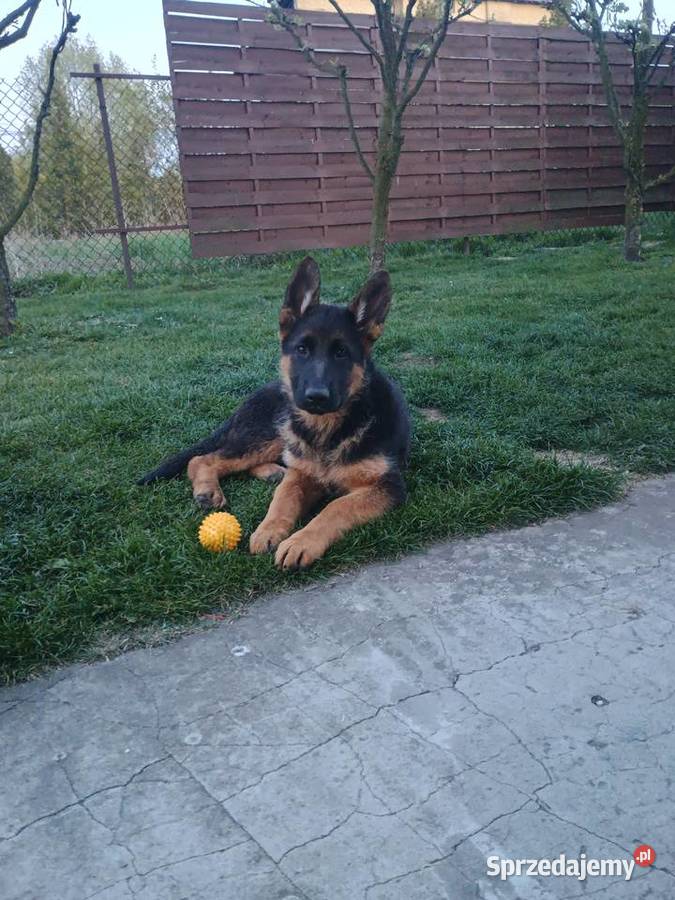 Owczarek niemiecki krótkowłosy suczka Owczarek Wola Pieczyska