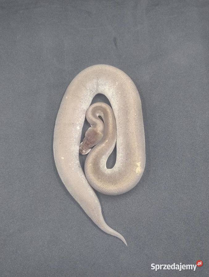 Pyton Królewski samiec Super Cinnamon Mojave Jelenia Góra