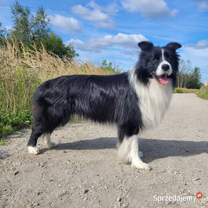 Reproduktor Border Collie FCI Katowice