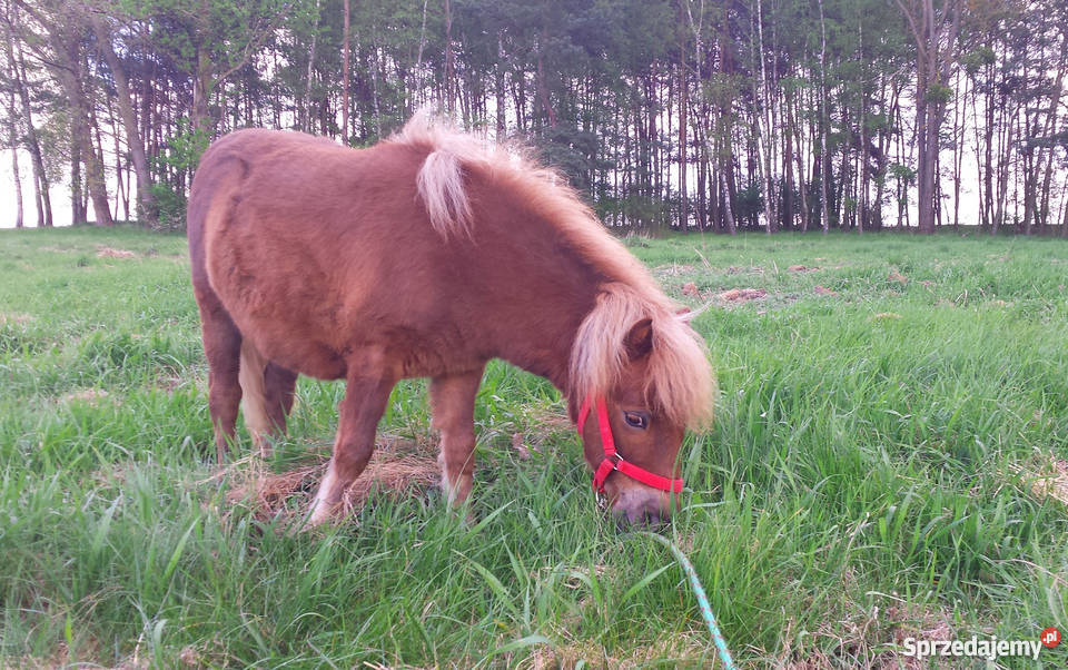 Kuc kuce klacz na sprzedaż