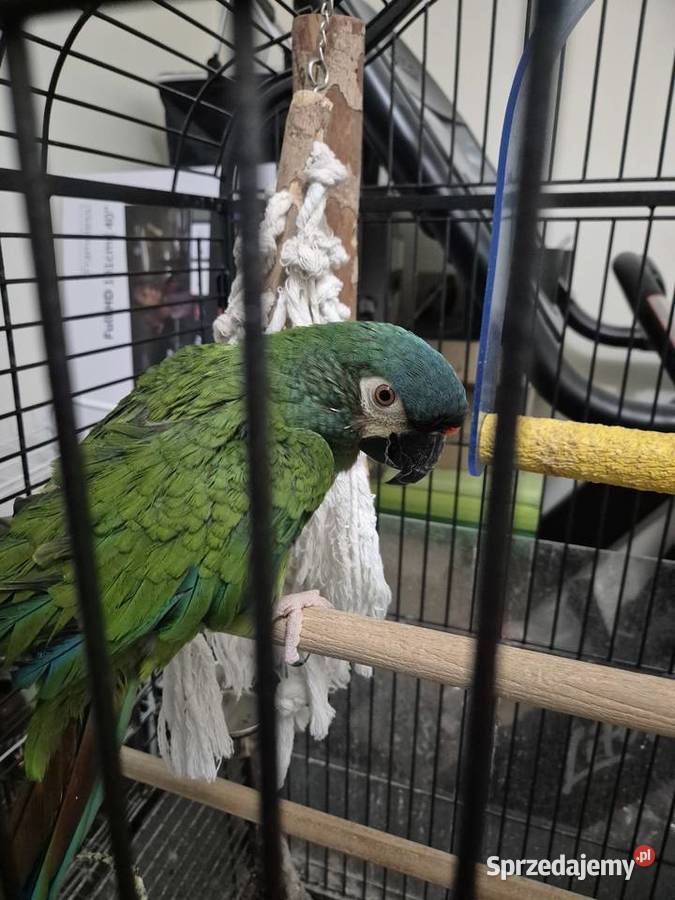 Papuga Ara Maracana Zwierzęta