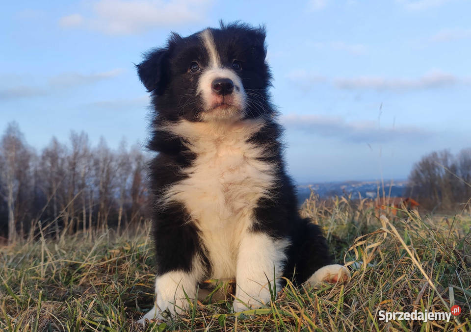 Szczenię BORDER COLLIE z Hodowli Rasowy pies z sprzedam