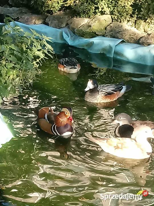 Kaczki mandarynki Skała