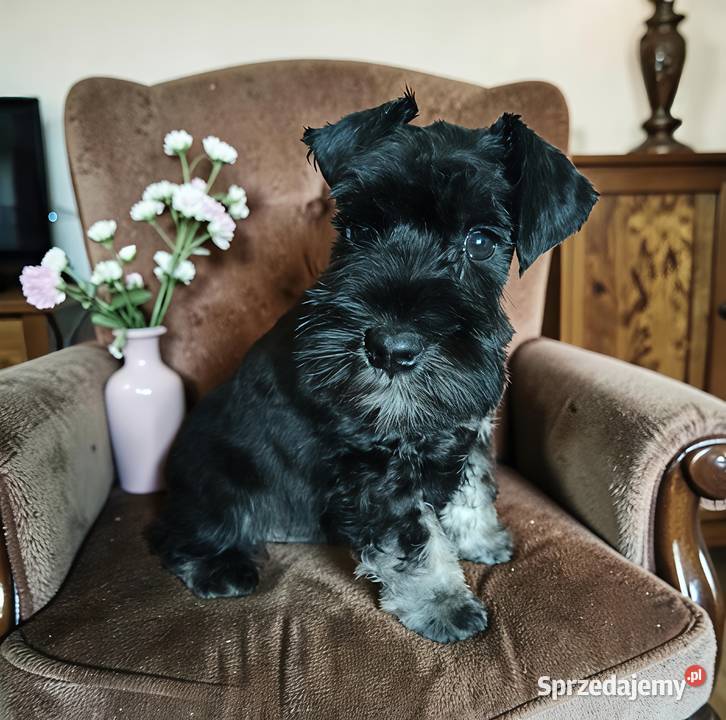 Sznaucer miniaturowy czarno srebrny FCI Wałbrzych