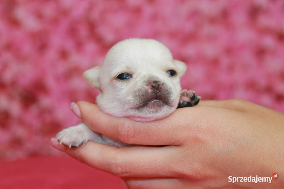 Chihuahua krótkowłosa dziewczynka ZKwP FCI Chihuahua Świnoujście sprzedam