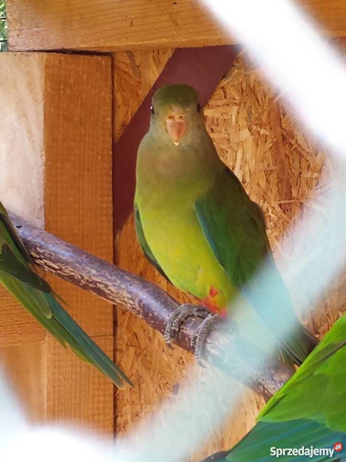 Papugi Barabandy Mysłowice