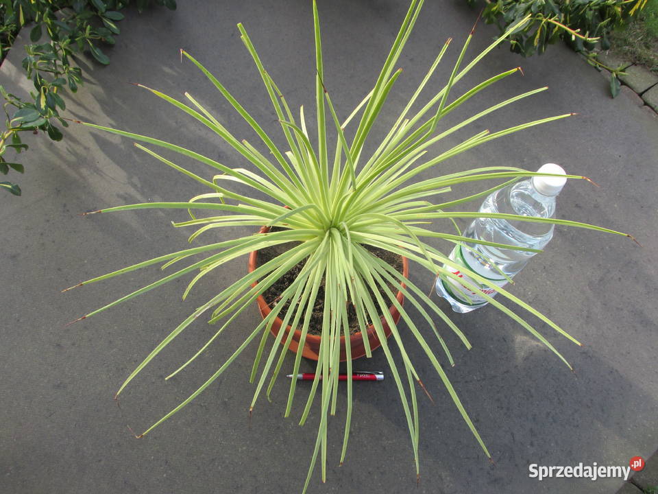 Kilkunastoletnia agawa na pieńku agave stricta małopolskie Kraków sprzedam