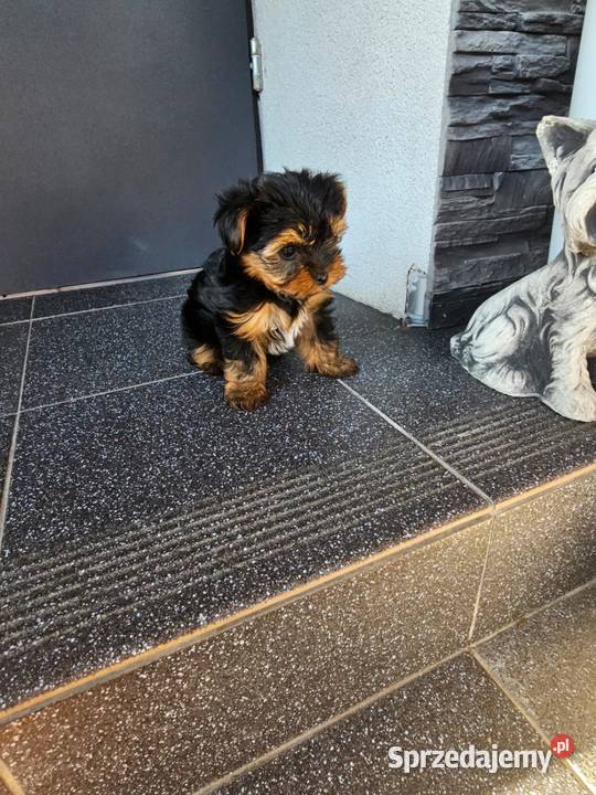 York terrier chłopczyk