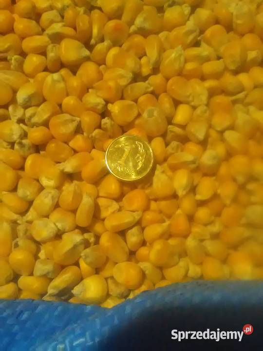 kukurydza sucha karma gołębi papug kujawsko-pomorskie Janowo