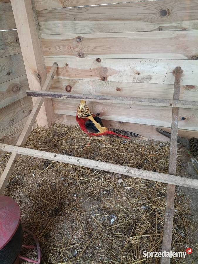 Bażant złocisty Lwówek