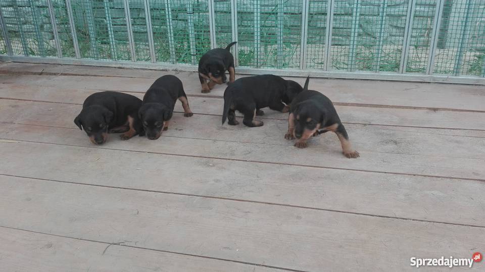 Jagterier Terier Niemiecki terrier wielkopolskie Okonek