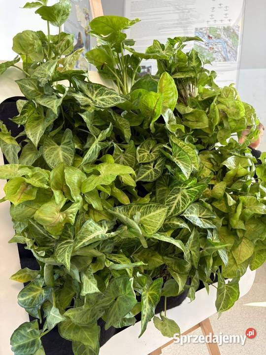 Wertykalny ogród 85x65 na ścianę mazowieckie Warszawa