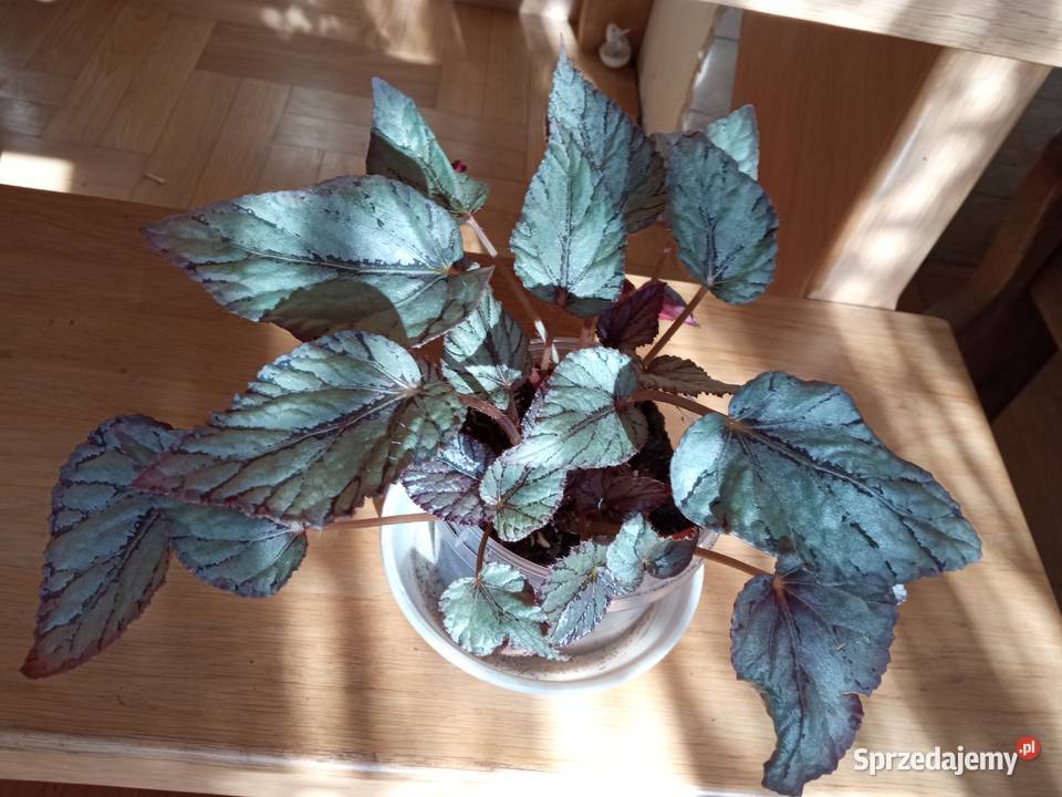 Filodendron szczawik monstera i inne Białystok sprzedam