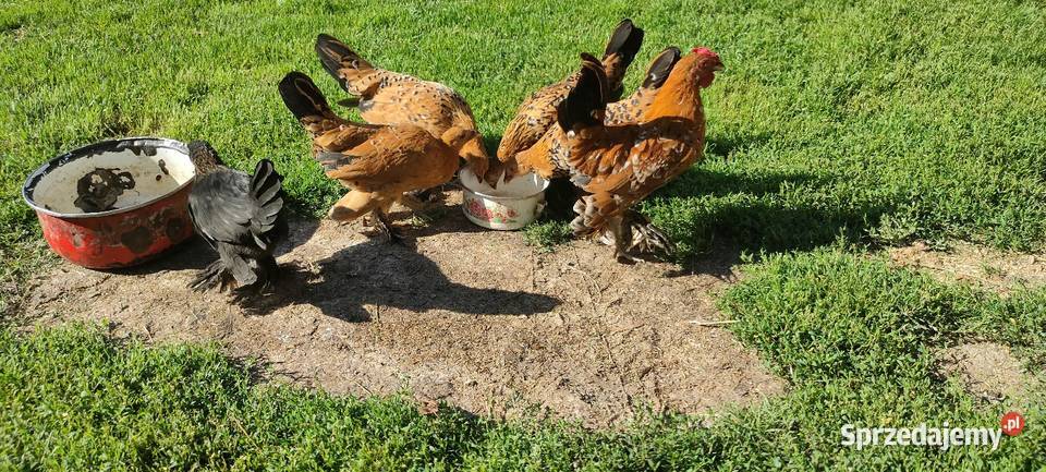 Jajka lęgowe karzełka liliput Tokarówka