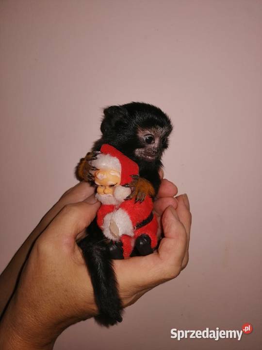 Tamarynki złotorękie