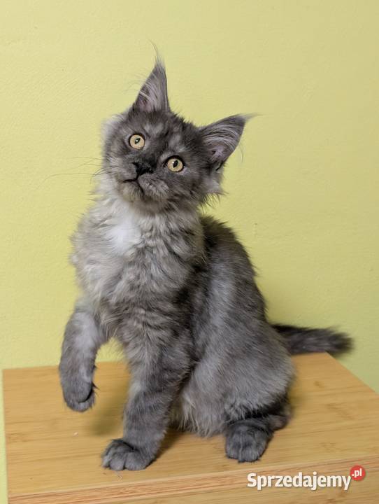 Euforia czarna dymna kotka Maine Coon Tica Pszczyna