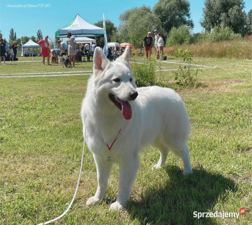 Biały Owczarek Szwajcarski z hodowli ZKWPFCI Owczarek Rzeszotary