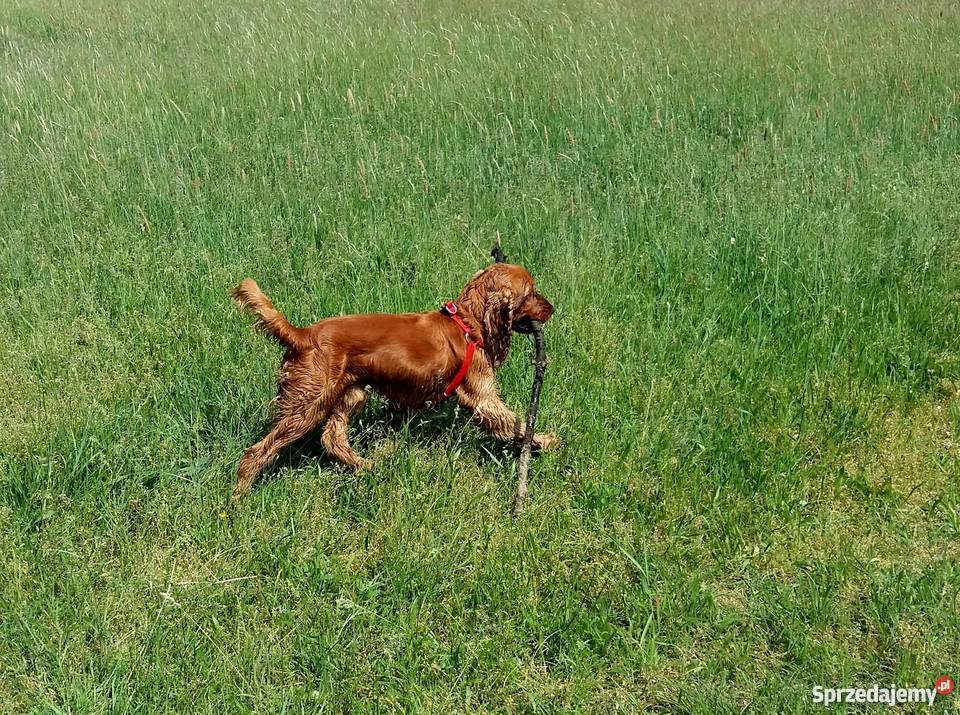 Reproduktor Cocker Spaniel Mińsk Mazowiecki