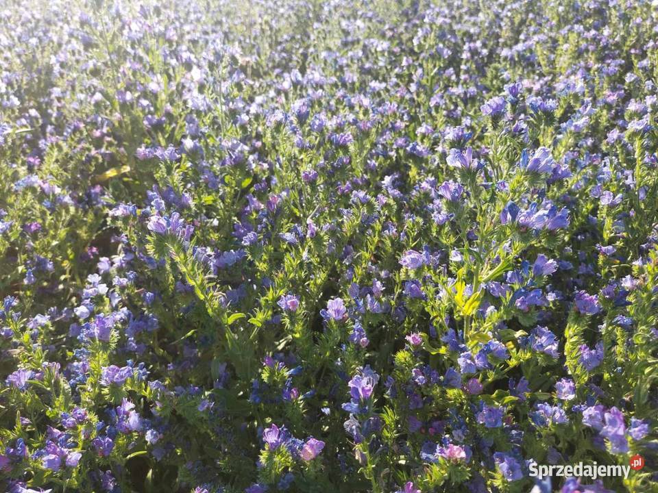 Żmijowiec Babkowaty sprzedam