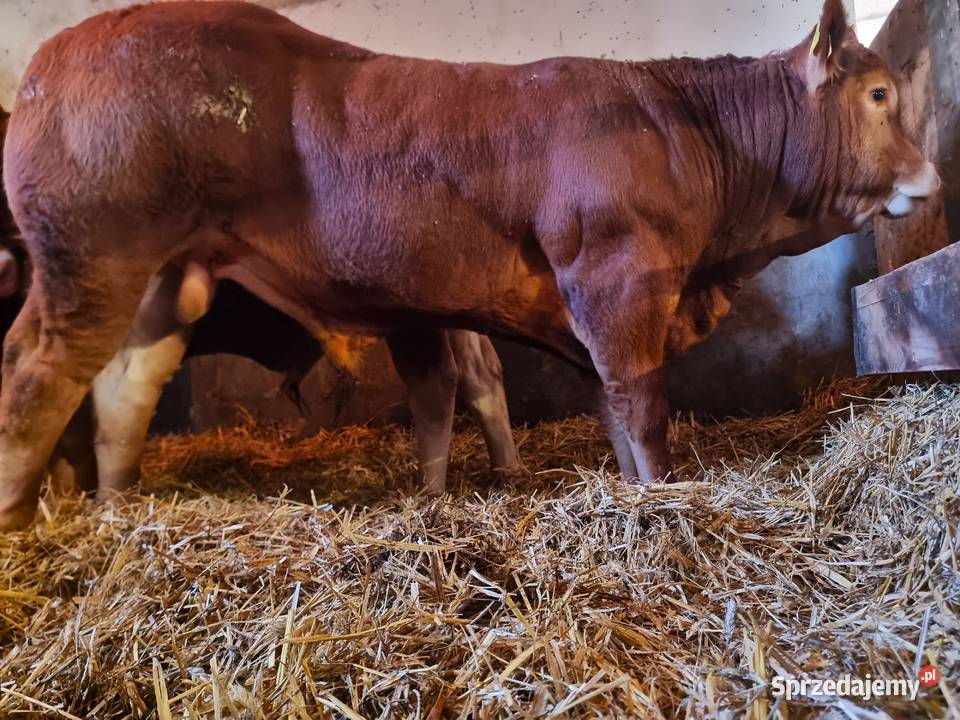 SPRZEDAM byki rasy Limousine 100