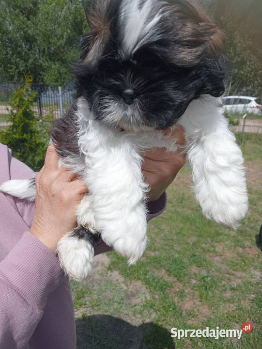 Shih tzu suczka Dobiejewo