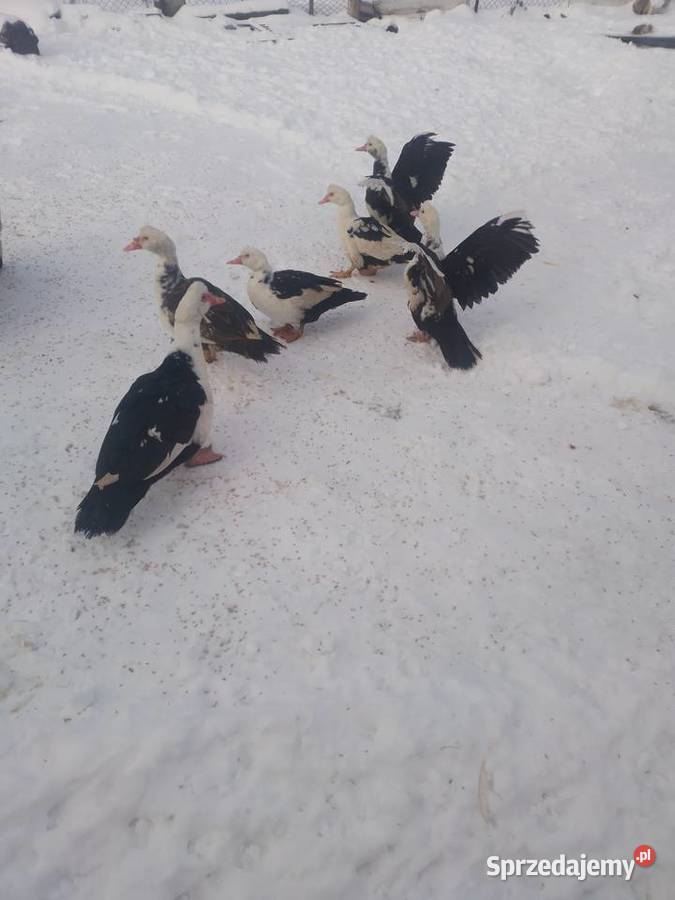 Kaczki kaczory kaczka Drób i ptactwo podlaskie Siemiatycze